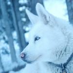 White Husky dog uid 1273206