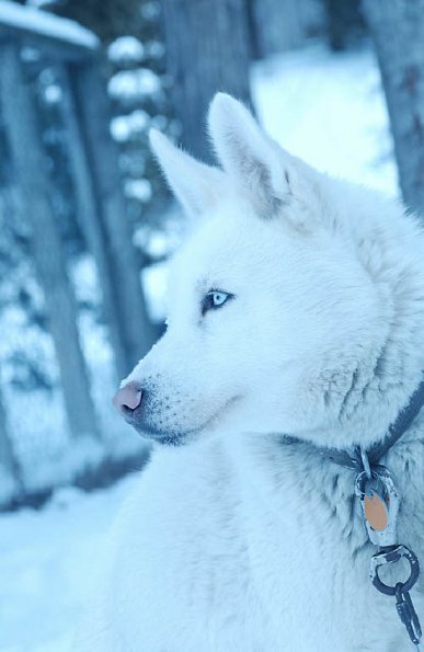 White Husky dog uid 1273206