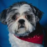 White and black dog with red bandana