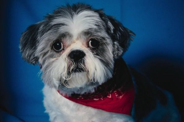 White and black dog with red bandana