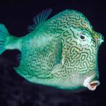 White and black squiggly fish