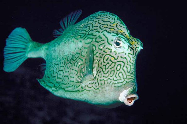 White and black squiggly fish