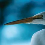 White bird Florida United States uid 1042985