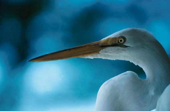 White bird Florida United States uid 1042985