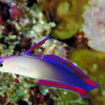 White blue red and purple fish