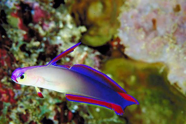 White blue red and purple fish