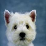 White dog against blue