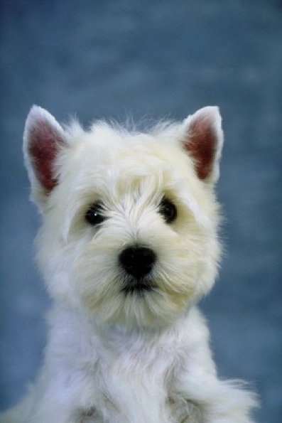 White dog against blue