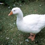 White goose