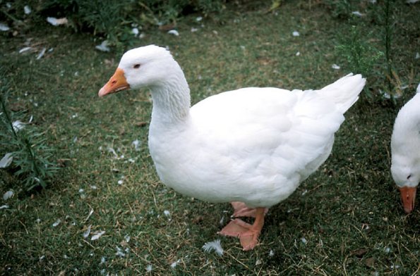 White goose