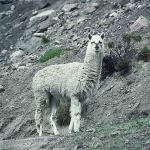 White llama on mountain uid 1012852