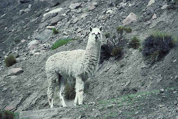 White llama on mountain uid 1012852