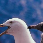 White seagull with gray baby