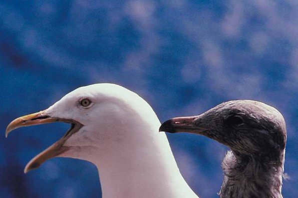 White seagull with gray baby