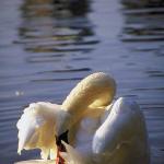 White swan cleaning feathers