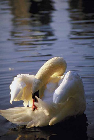 White swan cleaning feathers
