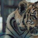White tiger uid 1012956