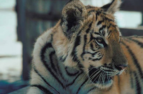 White tiger uid 1012956