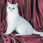 Whitecat2