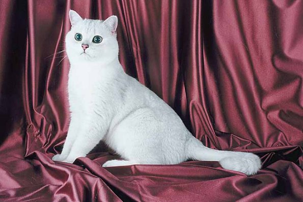 Whitecat2