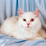 Whitecat
