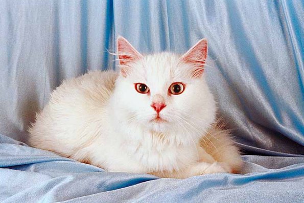 Whitecat