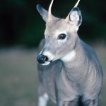 Wildlife on Anticosti Island Quebec Canada L3
