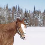 Winter Scene Quebec Canada uid 1043051