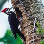 Woodpecker c10895
