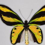 Yellow and black butterfly specimen 2