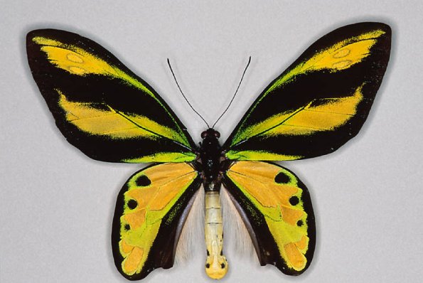 Yellow and black butterfly specimen 2