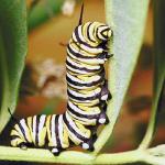 Yellow and black caterpillar uid 1012995