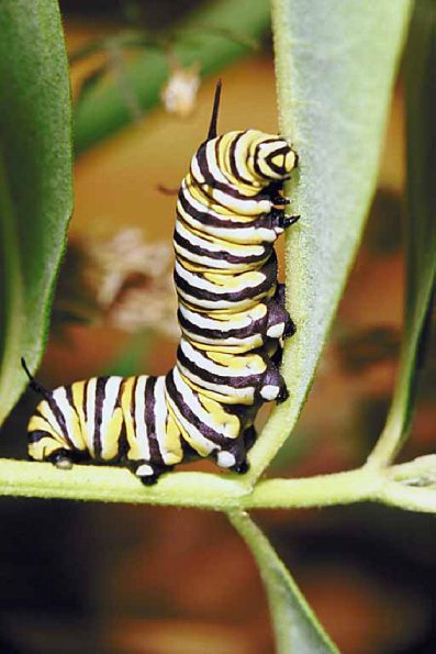 Yellow and black caterpillar uid 1012995