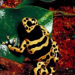 Yellow and black frog