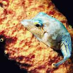 Yellow and blue fish an 1