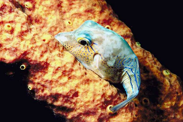 Yellow and blue fish an 1