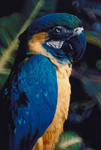 Yellow and blue parrot