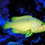 Yellow fish on blue background