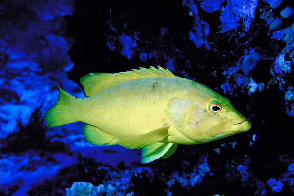 Yellow fish on blue background