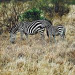 Zebra with colt uid 1012736