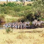 Zebras drinking water an 2