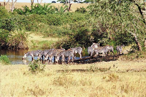 Zebras drinking water an 2