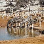 Zebras drinking water near deer