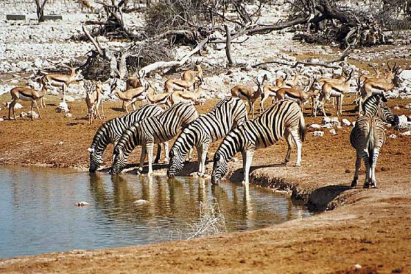 Zebras drinking water near deer