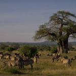 Zebras