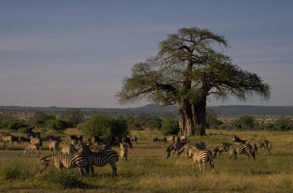 Zebras