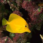 Zebrasoma flavescens uid 1658092