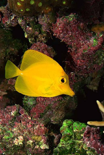 Zebrasoma flavescens uid 1658092