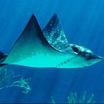 aetobatus uid 1014906