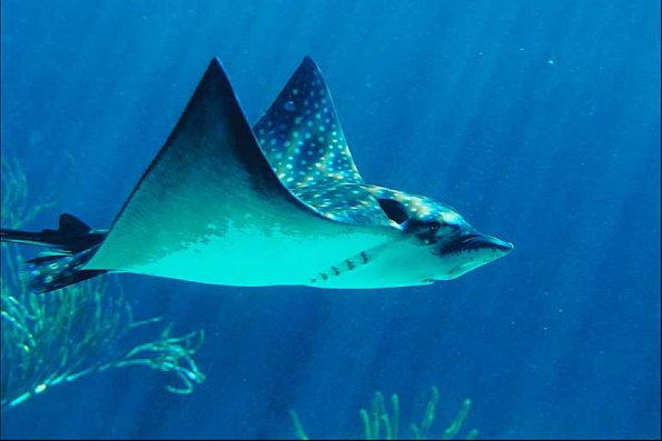 aetobatus uid 1014906